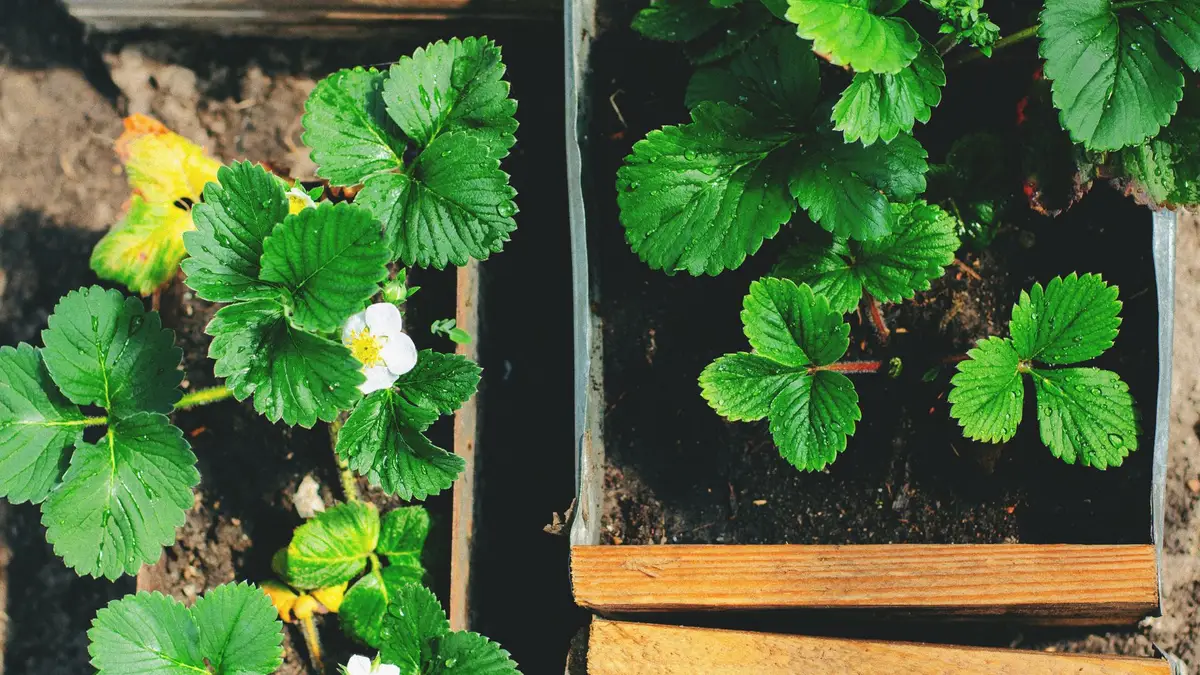 Cultiver des fraises chez soi : le pas-à-pas