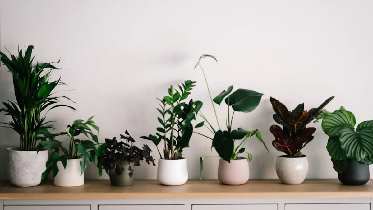 Décorer avec des plantes vertes soi-même