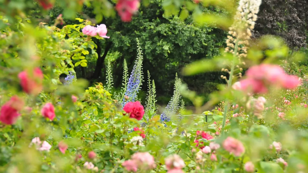 Quand et comment tailler les rosiers